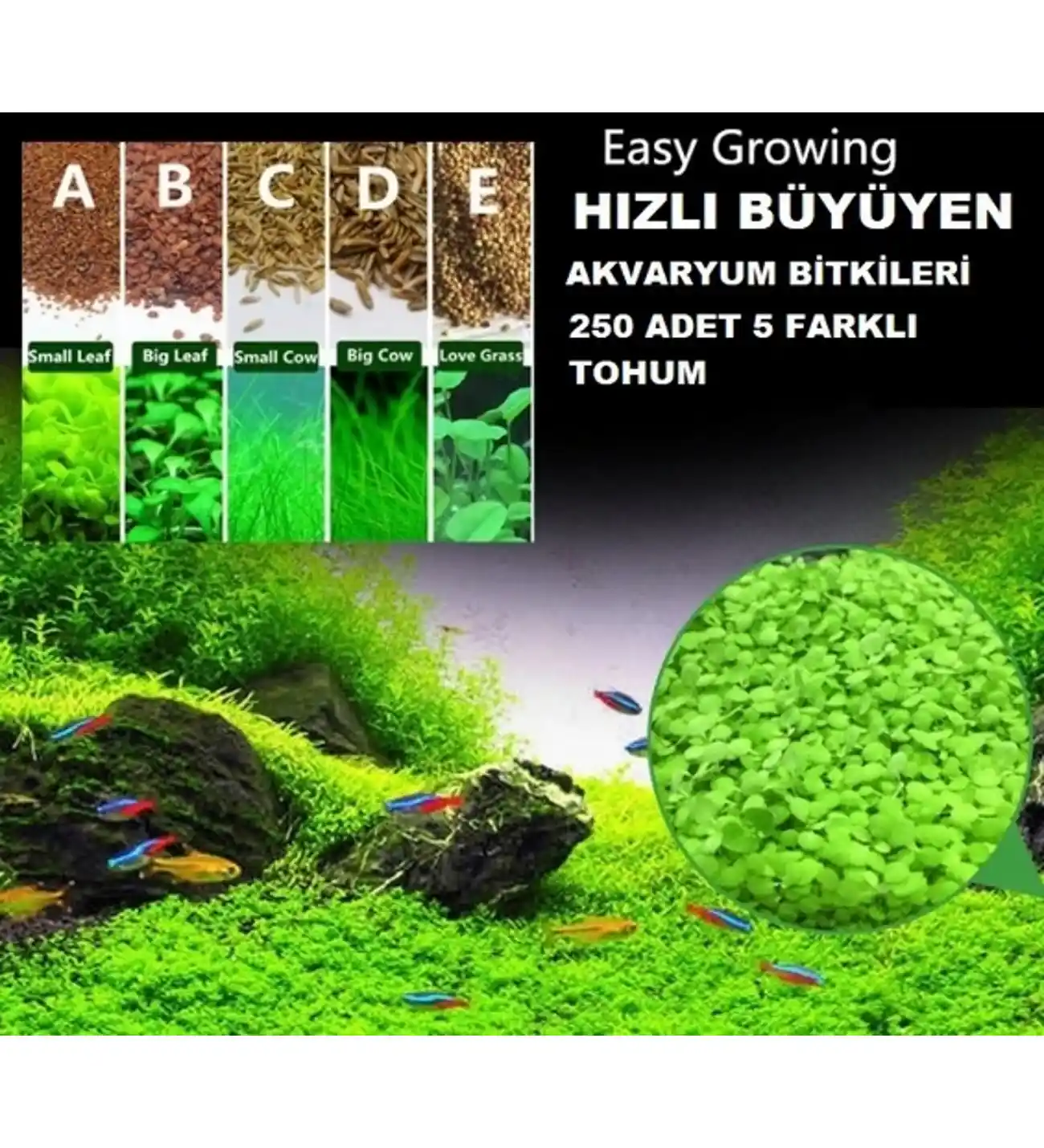 Akvaryum Süsleriyle Dekorasyonda Estetik ve Doğallık Rehberi