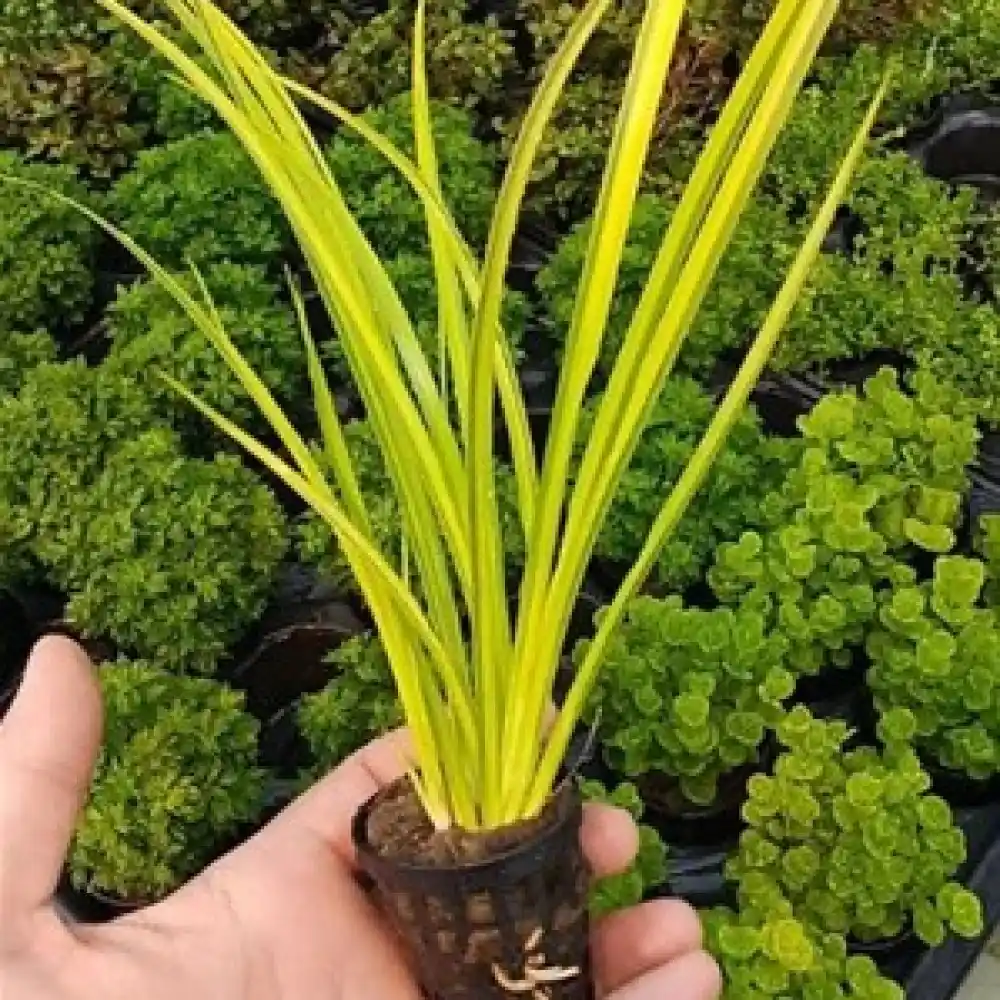 Altın Saksi Kullanımıyla Dekorasyona Zarif ve Işıltılı Dokunuşlar