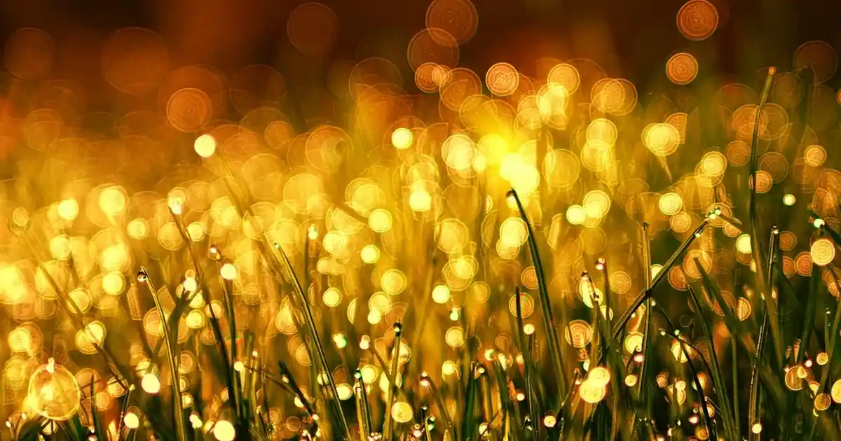 Araba Örtüsü Seçerken Dikkat Edilmesi Gerekenler ve Dekoratif Özellikler