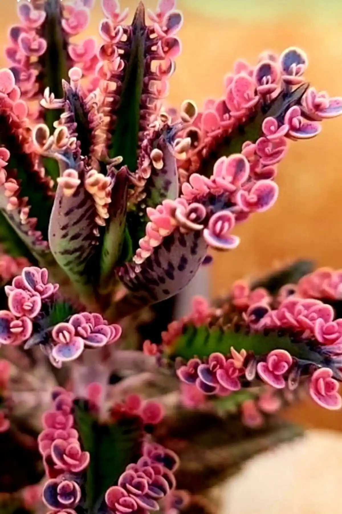 Aşk Çiçeği Bitkisi: Dekorasyonda Zarafet ve Doğallığın Buluşması