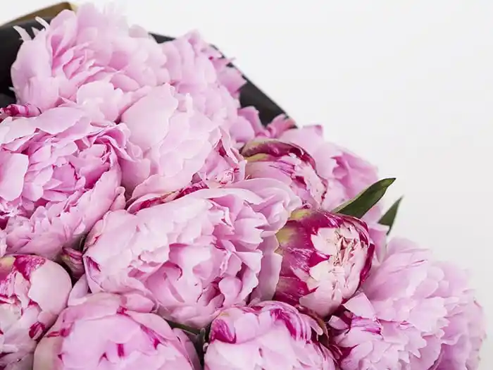 Aşk Hikayesi Olan Çiçekler ile Dekorasyonda Sevgi ve Anlam Yaratma Rehberi