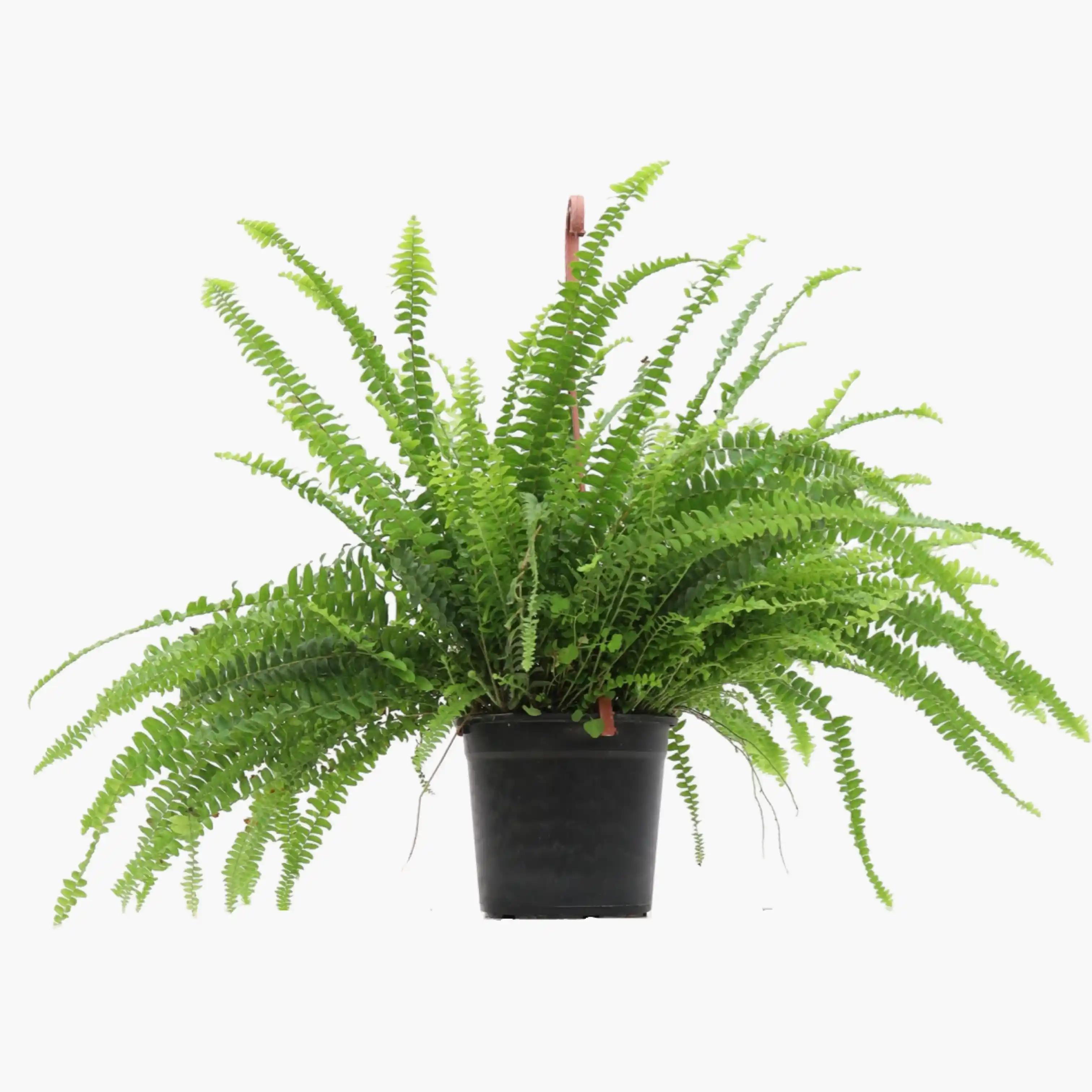 Aşk Merdiveni Çiçeği: Dekorasyonda Zarafet ve Anlam Katmanın Yolu