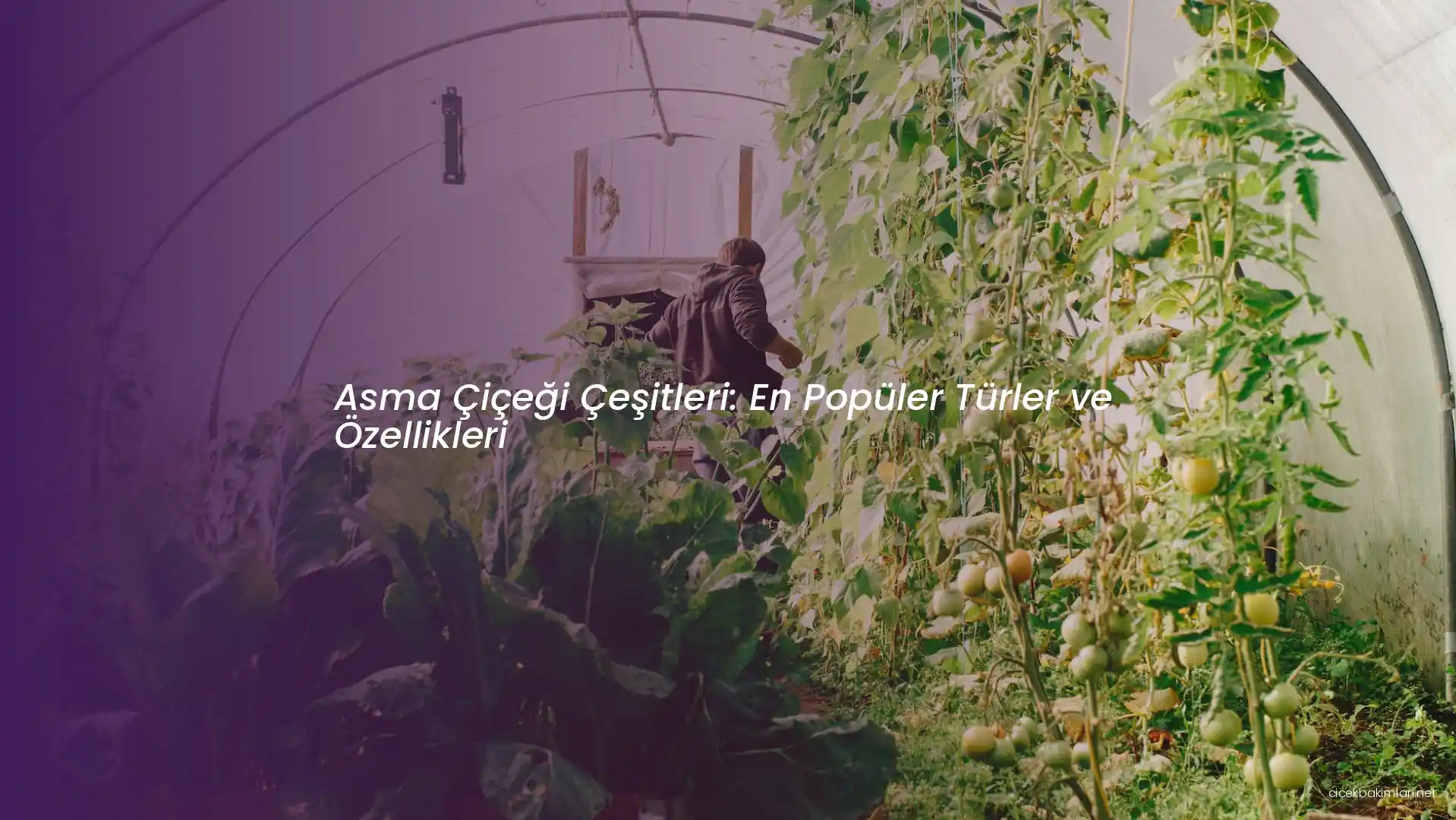 Asma Çiçekleri ve Dekorasyonda Kullanım Rehberi İçin Profesyonel İpuçları ve Çeşitler