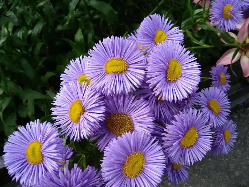 Aster Çiçeği Dekorasyonda Zarafet ve Doğallığın Simgesi Oluyor