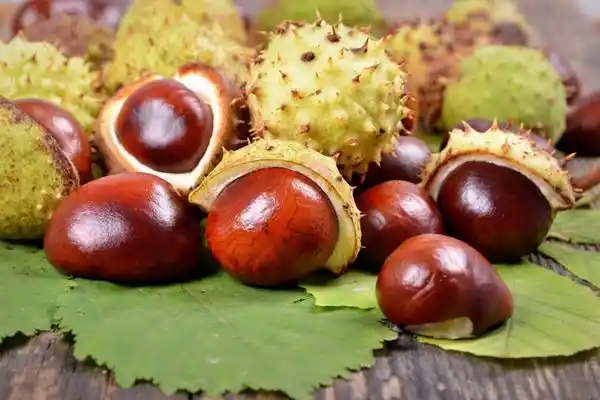 At Kestanesi ve Varis: Sağlık ve Dekorasyonda Doğal Kullanım Yöntemleri