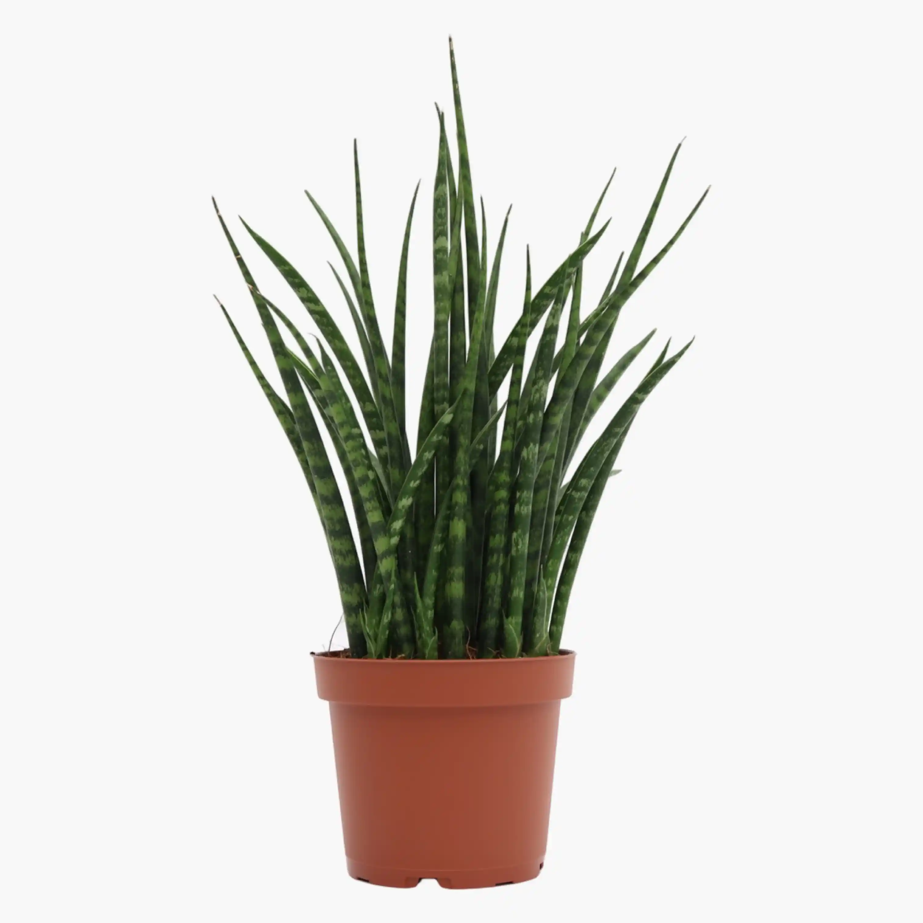 Ateş Kılıcı Çiçeği Dekorasyonda Modern ve Doğal Bir Seçenek Olarak Öne Çıkıyor