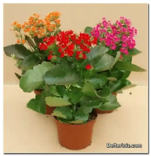 Ateşli Katy Çiçeği Dekorasyonda Renk ve Canlılık Katmanın En Güzel Yolu