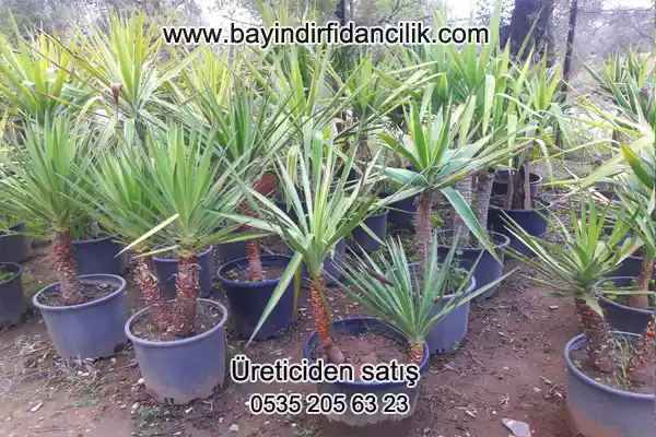 Avize ve Sukulent Çiçeği ile Modern ve Şık Dekorasyon Fikirleri