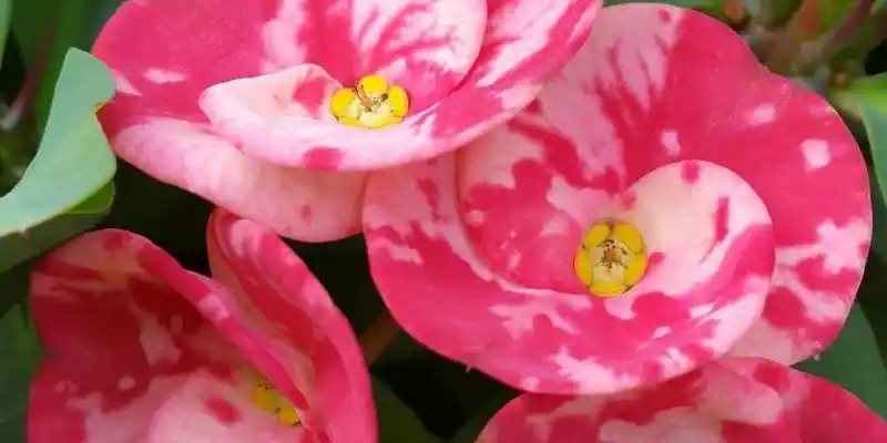 Az Bilinen Çiçekler: Dekorasyonda Fark Yaratacak Nadir Bitki Türleri ve Kullanım İpuçları