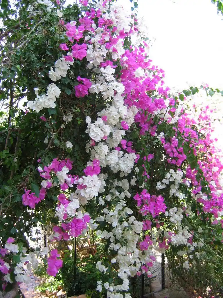 Bahar Renkleri ve Anlamlarıyla Çiçek Çeşitleri Dekorasyonda Doğal Dokunuşlar