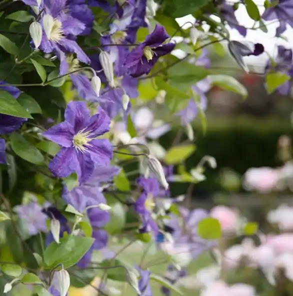Bahçe ve İç Mekanlar İçin Doğal ve Şık Sarmaşık Dekorasyonu Rehberi