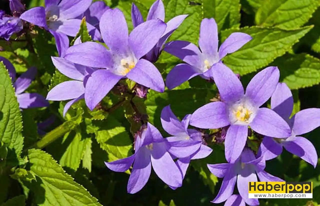 Bahçenizi ve İç Mekânlarınızı Canlandıracak Çiçek Türleri ve Dekorasyon Önerileri