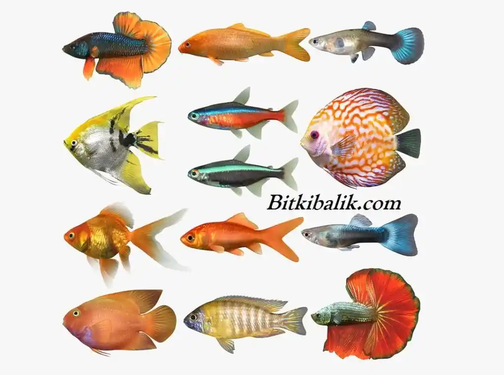 Balık Akvaryumu ile Dekorasyonda Estetik ve Doğallığın Buluşması