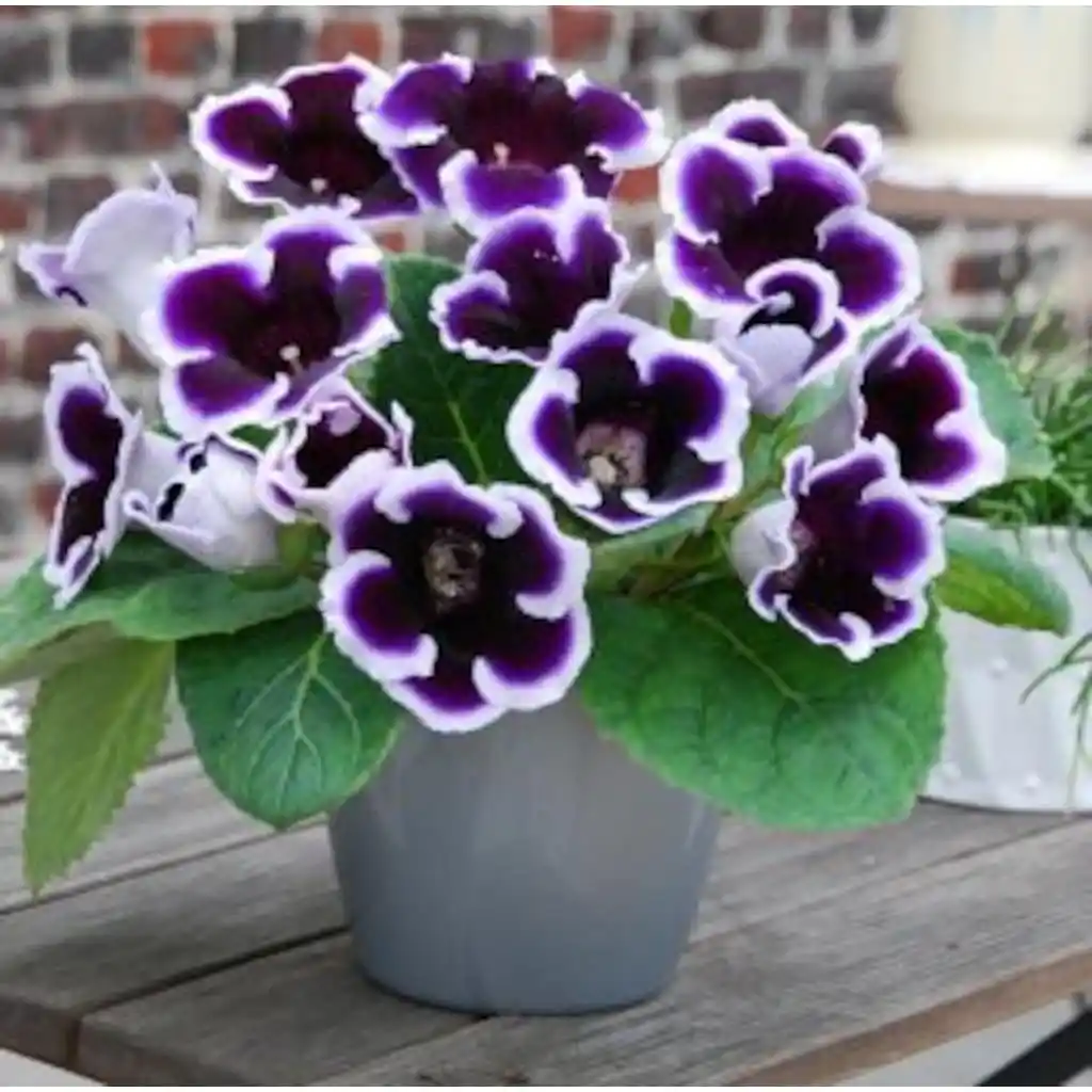 Bardak Menekşesi ile Dekorasyonunuzu Canlandırın: Bakım ve Dekorasyon İpuçları