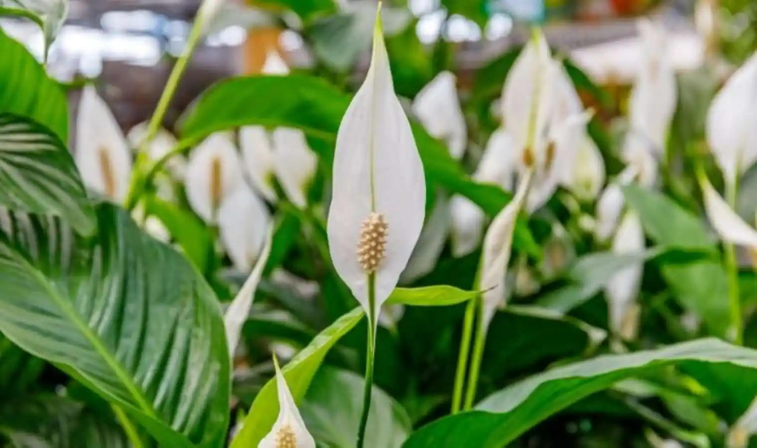 Barış Lilyumu ile Dekorasyonda Zarafet ve Doğallık Yaratma Rehberi