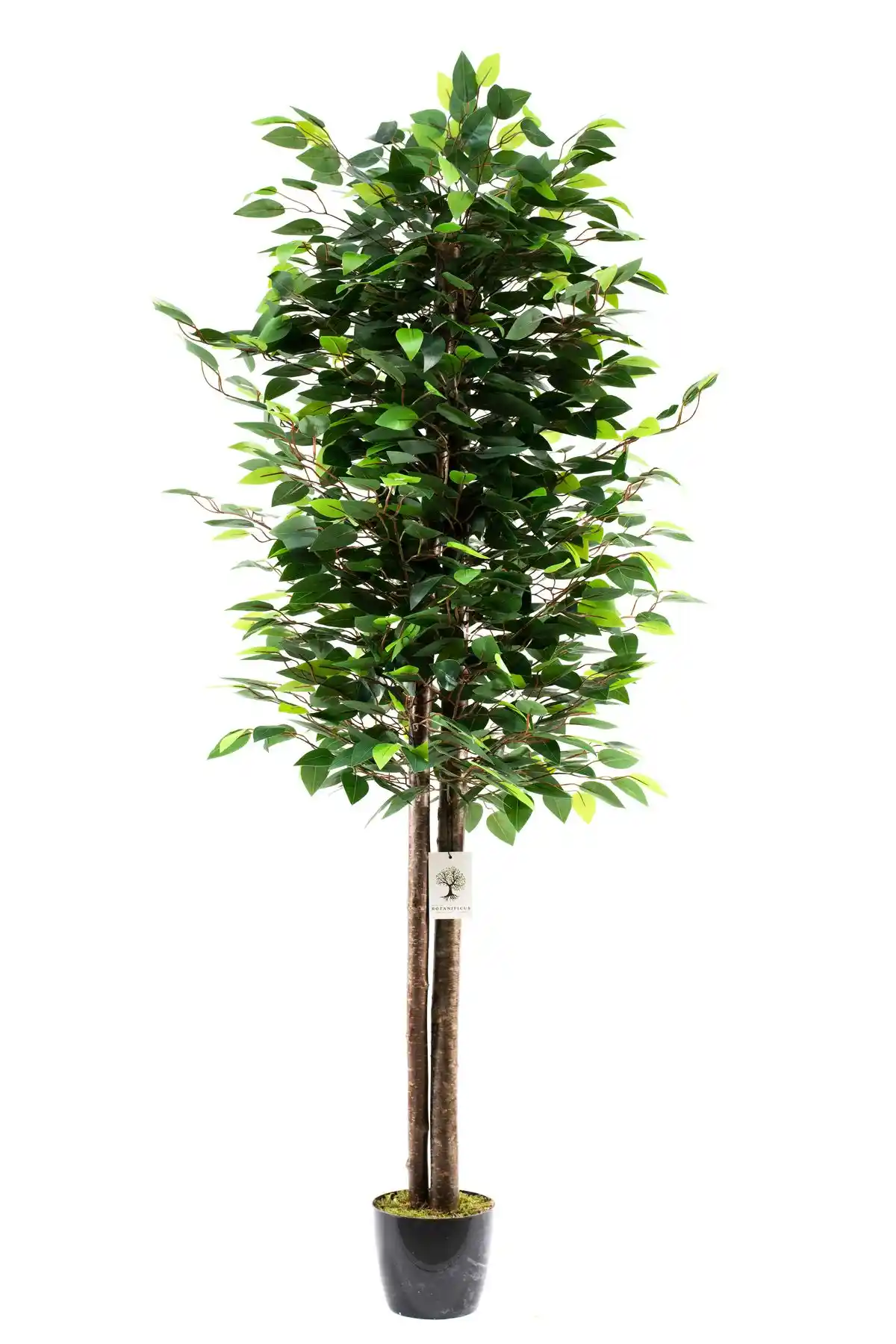 Benjamin Ağacı ile Dekorasyonunuza Doğal ve Şık Bir Dokunuş Katın