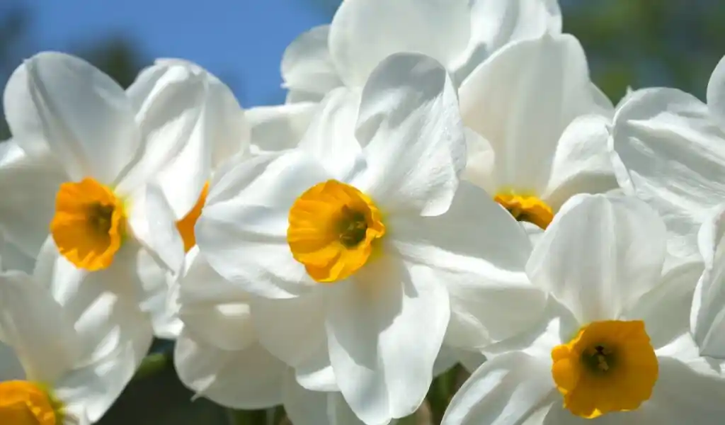 Beyaz Nergis Çiçeği ile Zarif ve Doğal Dekorasyon İpuçları