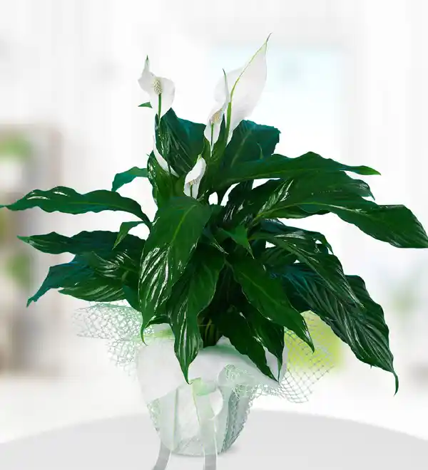 Beyaz Spatifilyum: Dekorasyonda Zarafet ve Sadeliğin Simgesi İçin Kapsamlı Rehber