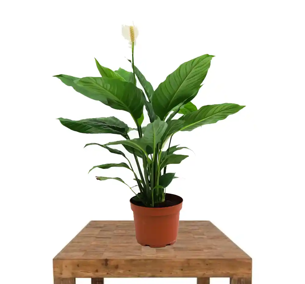 Beyaz Yelken Çiçeği ile Dekorasyonda Zarafet ve Huzur Yaratma Rehberi