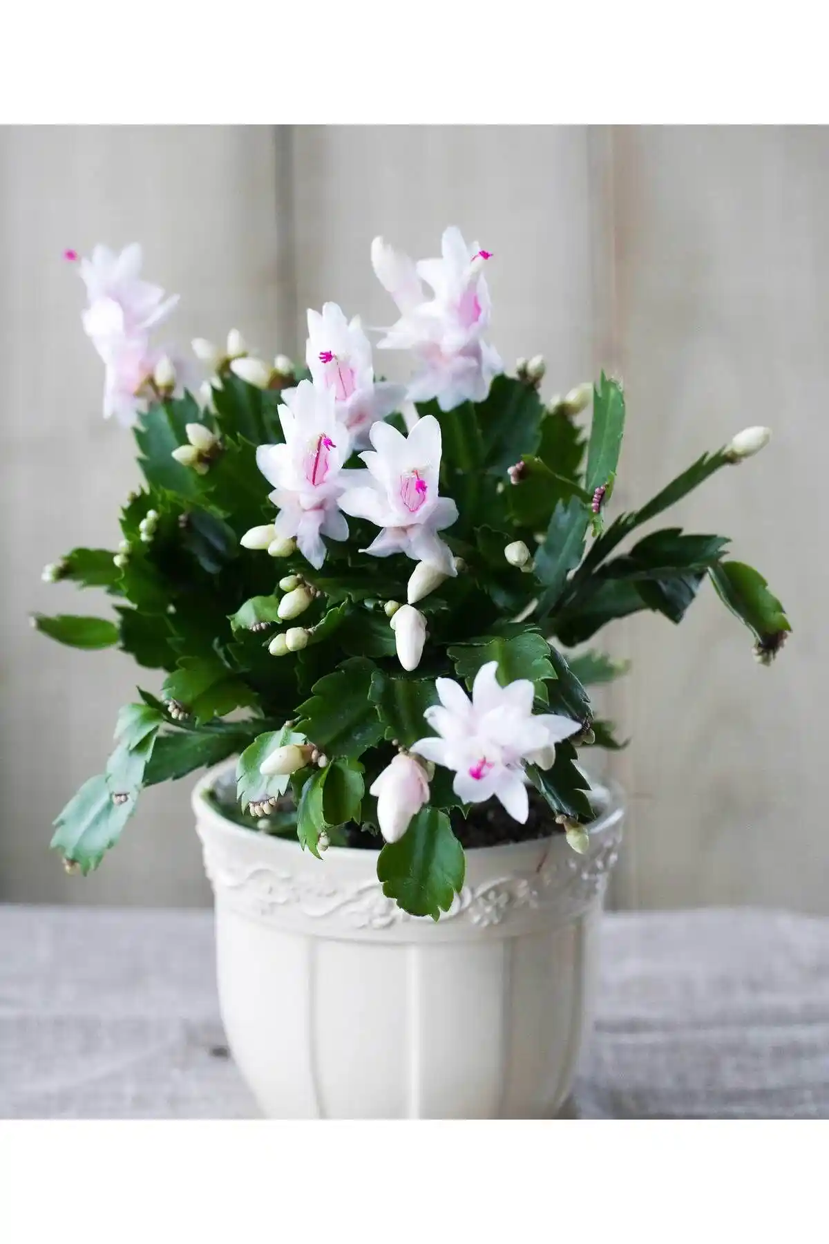 Beyaz Yılbaşı Çiçeği ile Dekorasyonda Zarif ve Anlamlı Dokunuşlar