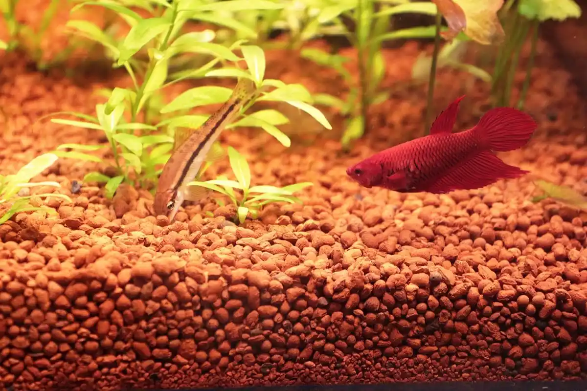 Bitki Akvaryumu Kumu ile Doğal ve Estetik Dekorasyon Yöntemleri