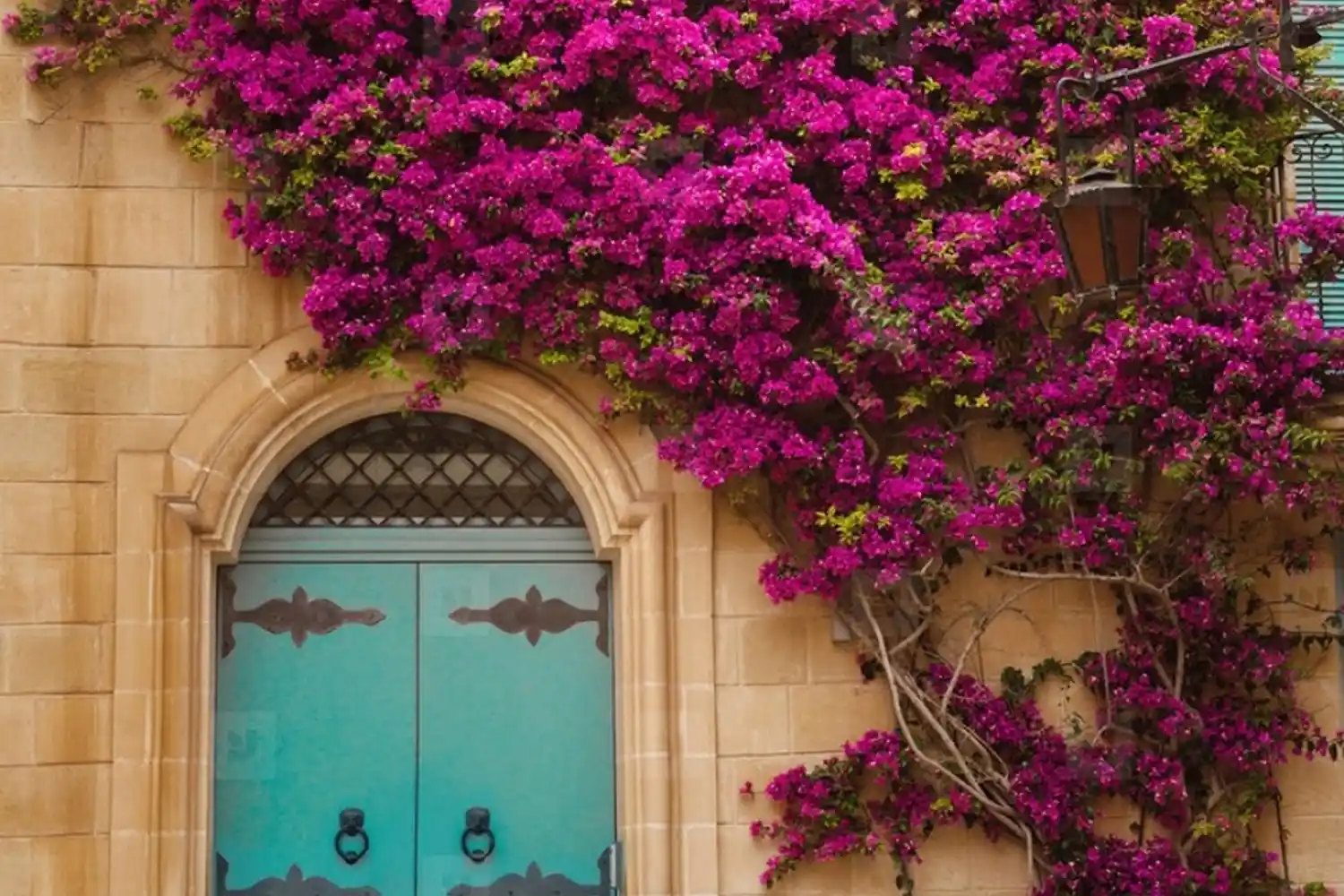 Bodrum Çiçekleriyle Dekorasyon Fikirleri ve Doğal Atmosfer Yaratma Yöntemleri