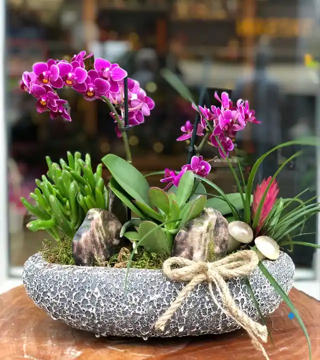 Bodur Orkide ile Evinizi Şık ve Doğal Bir Atmosfere Dönüştürün