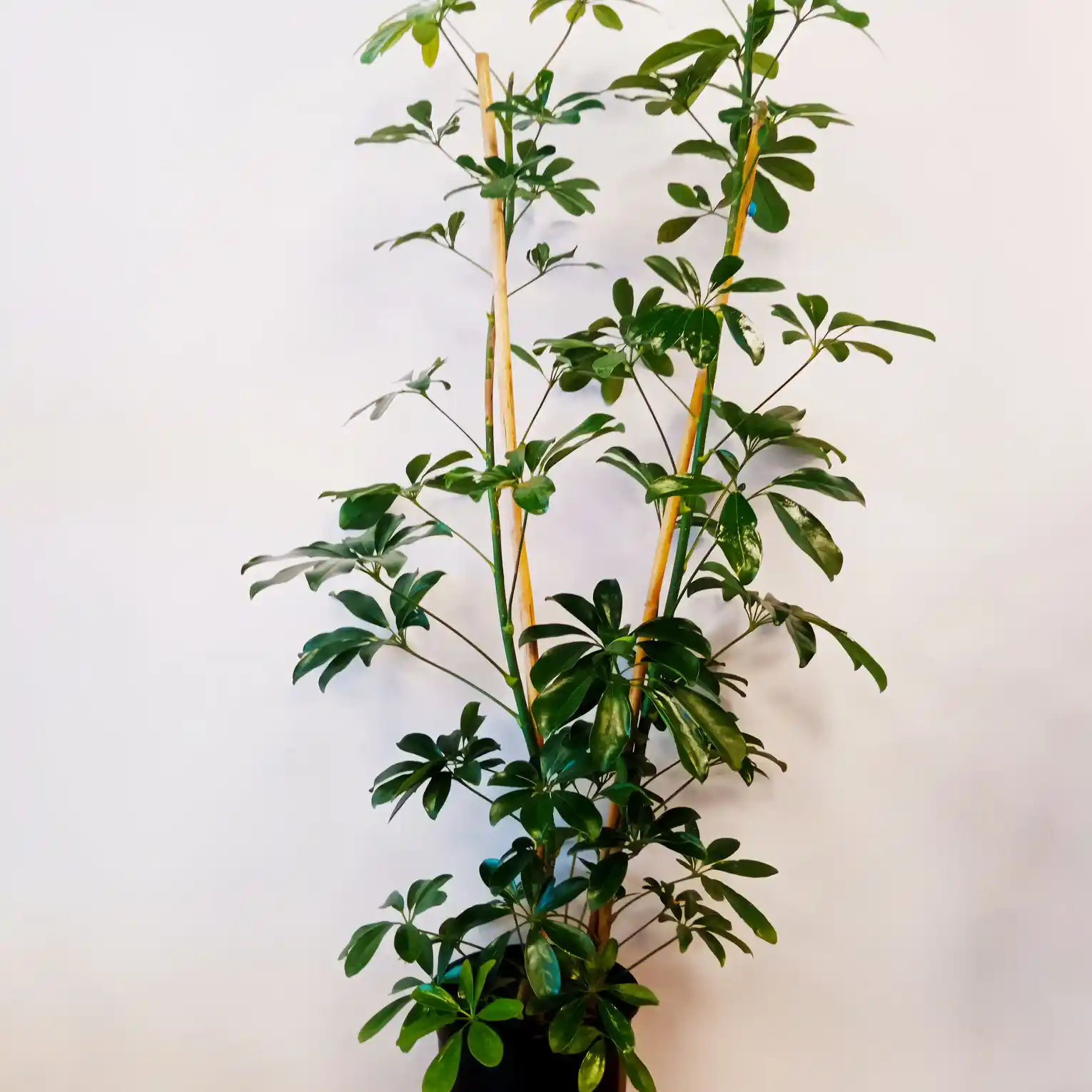 Bodur Şeflera ile İç Mekan Dekorasyonunda Zarif ve Pratik Bitki Seçenekleri