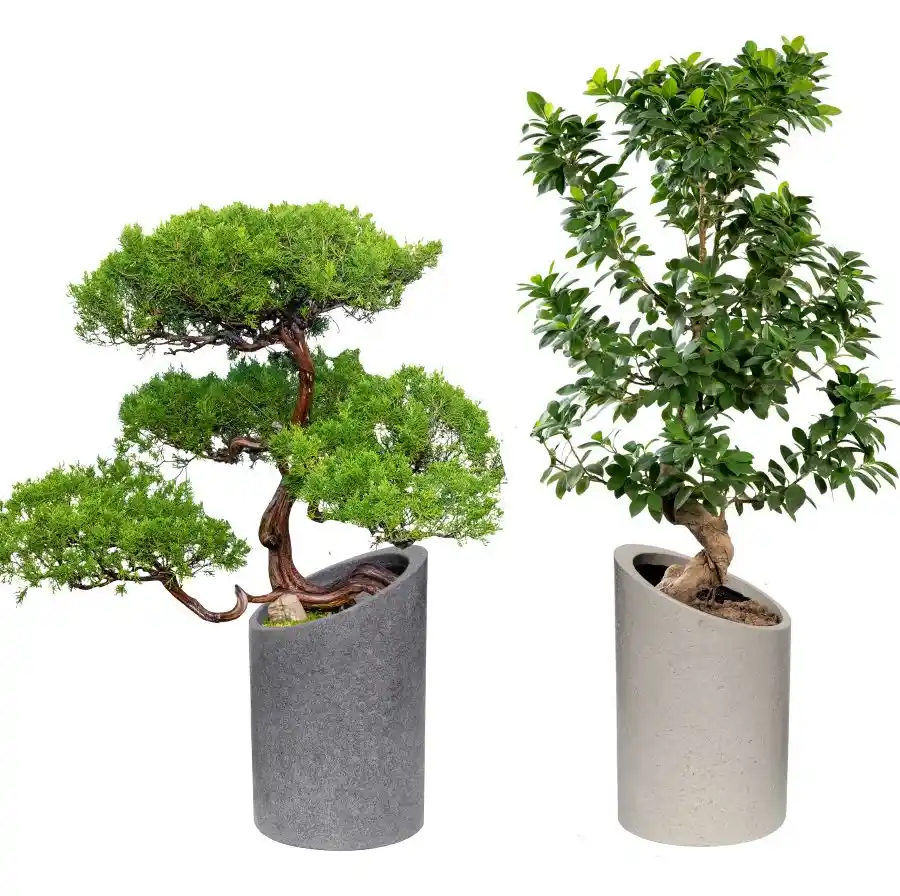 Büyük Salonlar İçin Saksı Seçimi ve Dekorasyon İpuçları