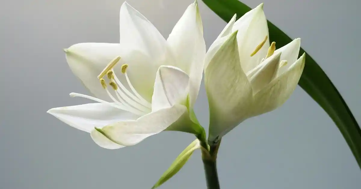 Buz Saklama Kabı Seçimi ve Dekorasyonda Şıklık Sağlayan İpuçları