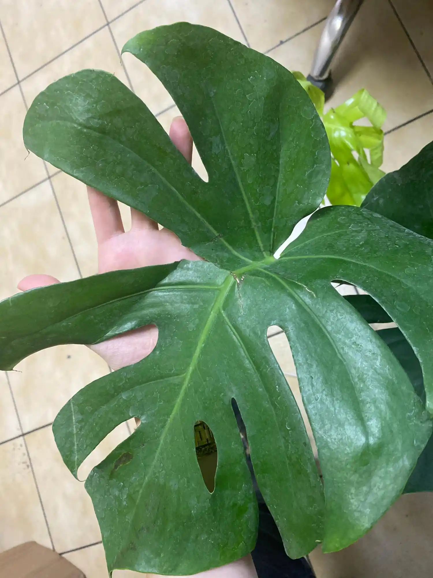 Canlı Çiçeklerle Dekorasyon: Mekânlara Hayat ve Renk Katmanın Yolları