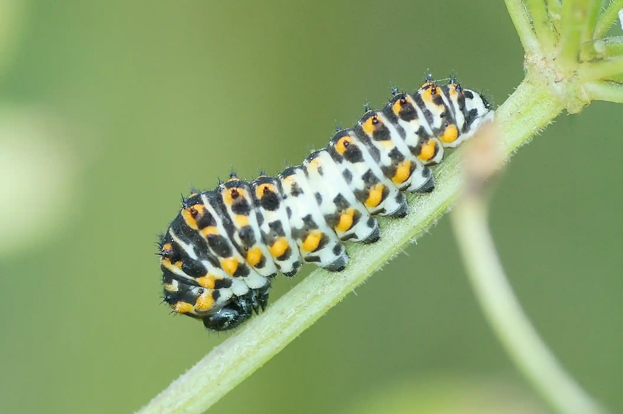 Chenille Kumaşıyla Dekorasyonda Şıklık ve Konforu Yakalayın