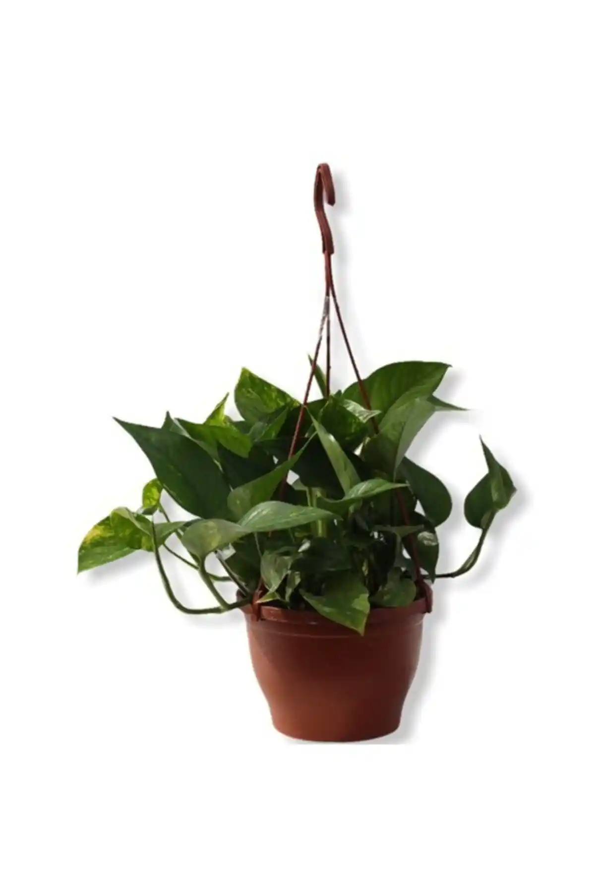 Çiçek Yollama Hizmetleri ile Dekorasyon ve Hediye Seçenekleri