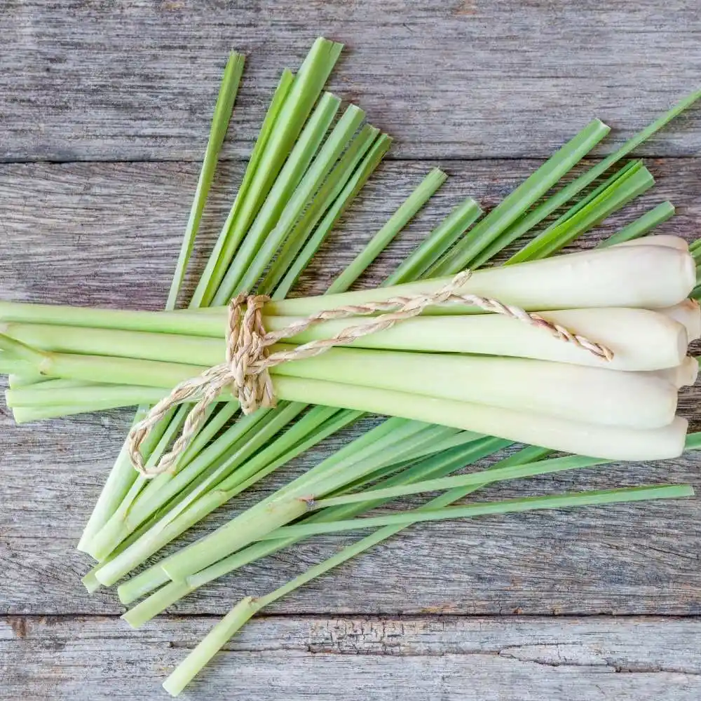 Citronella Mum: Doğal ve Estetik Dekorasyon İçin İşlevsel Bir Alternatif