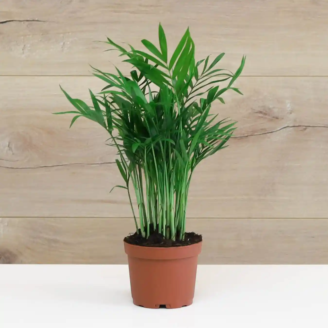 Dağ Palmiyesi ile Dekorasyonda Doğal ve Zarif Dokunuşlar Rehberi