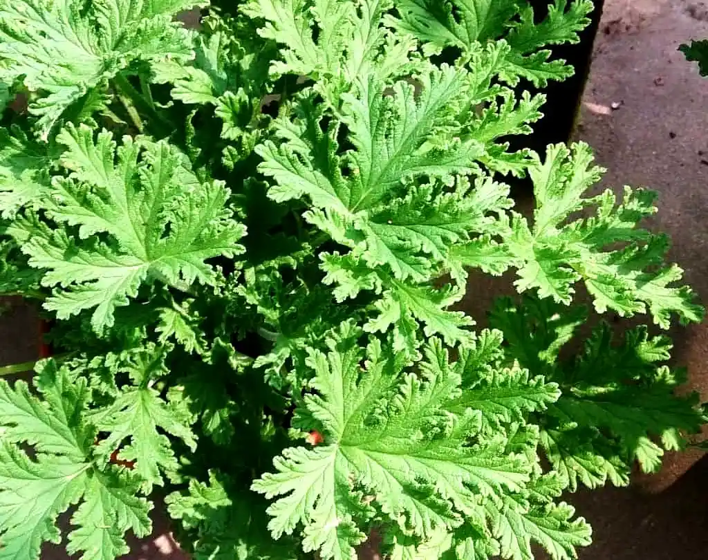 Dekorasyonda Citronella Kullanımı: Doğal ve Estetik Bir Atmosfer Yaratma Rehberi