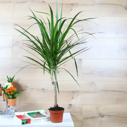 Dekorasyonda Dragon Çiçeği: Estetik ve Sembolizmle Mekânlara Güç Katın