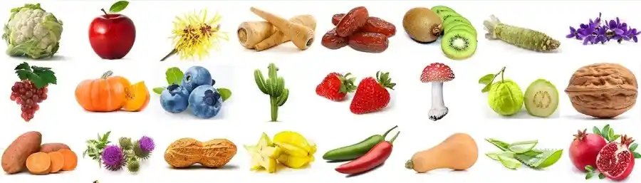 Dekorasyonda Kullanılan Bitki İsimleri ve Doğru Seçim Rehberi