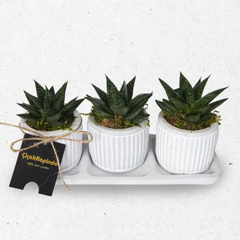 Dekoratif Kaktüsler ile Modern ve Doğal İç Mekan Dekorasyonu Rehberi