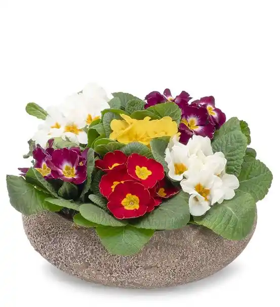 Dekoratif Saksı Çiçekleri ile Evinize Renk ve Canlılık Katmanın Yolları