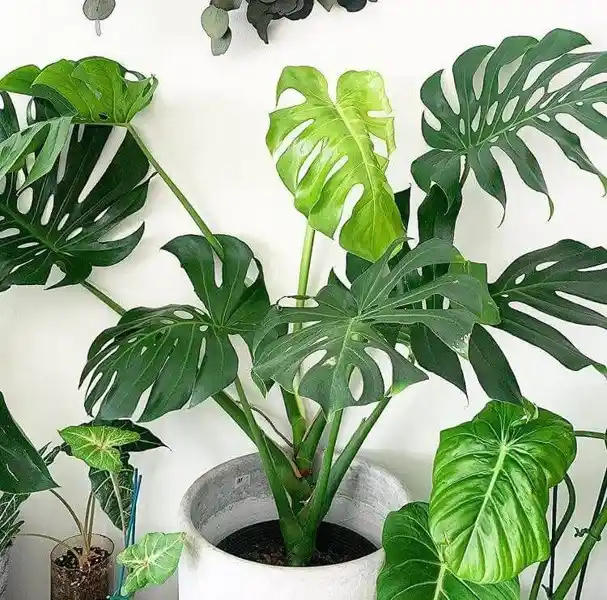 Deve Ayağı Çiçeği ile Doğal ve Şık Dekorasyon Trendleri ve Bakım İpuçları