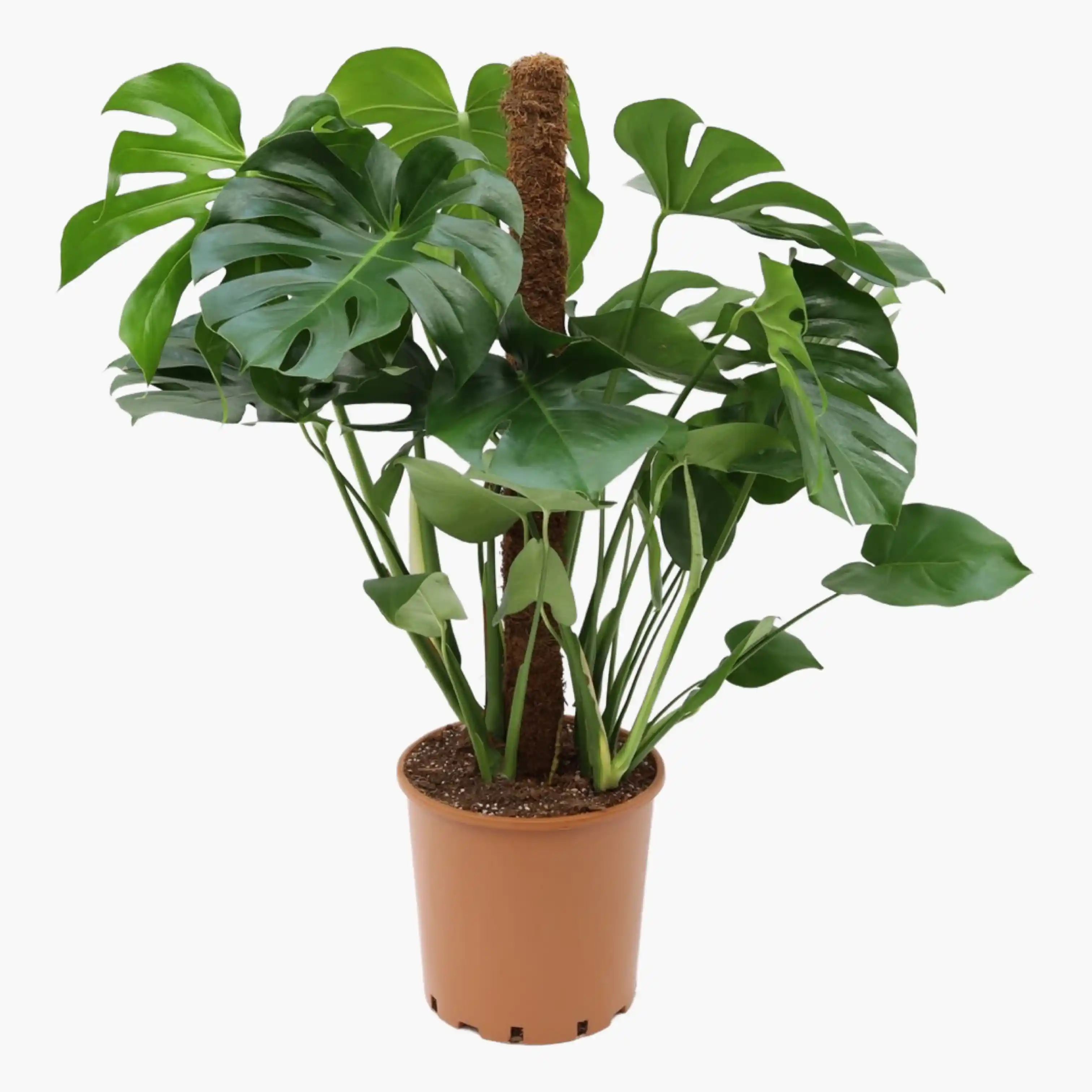 Deve Çiçeği ile Modern ve Doğal Dekorasyon İçin Pratik İpuçları ve Trendler