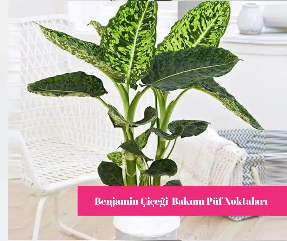 Dieffenbachia Bakımı ve Dekorasyonda Kullanımı: Sağlıklı ve Estetik İç Mekan Bitkisi