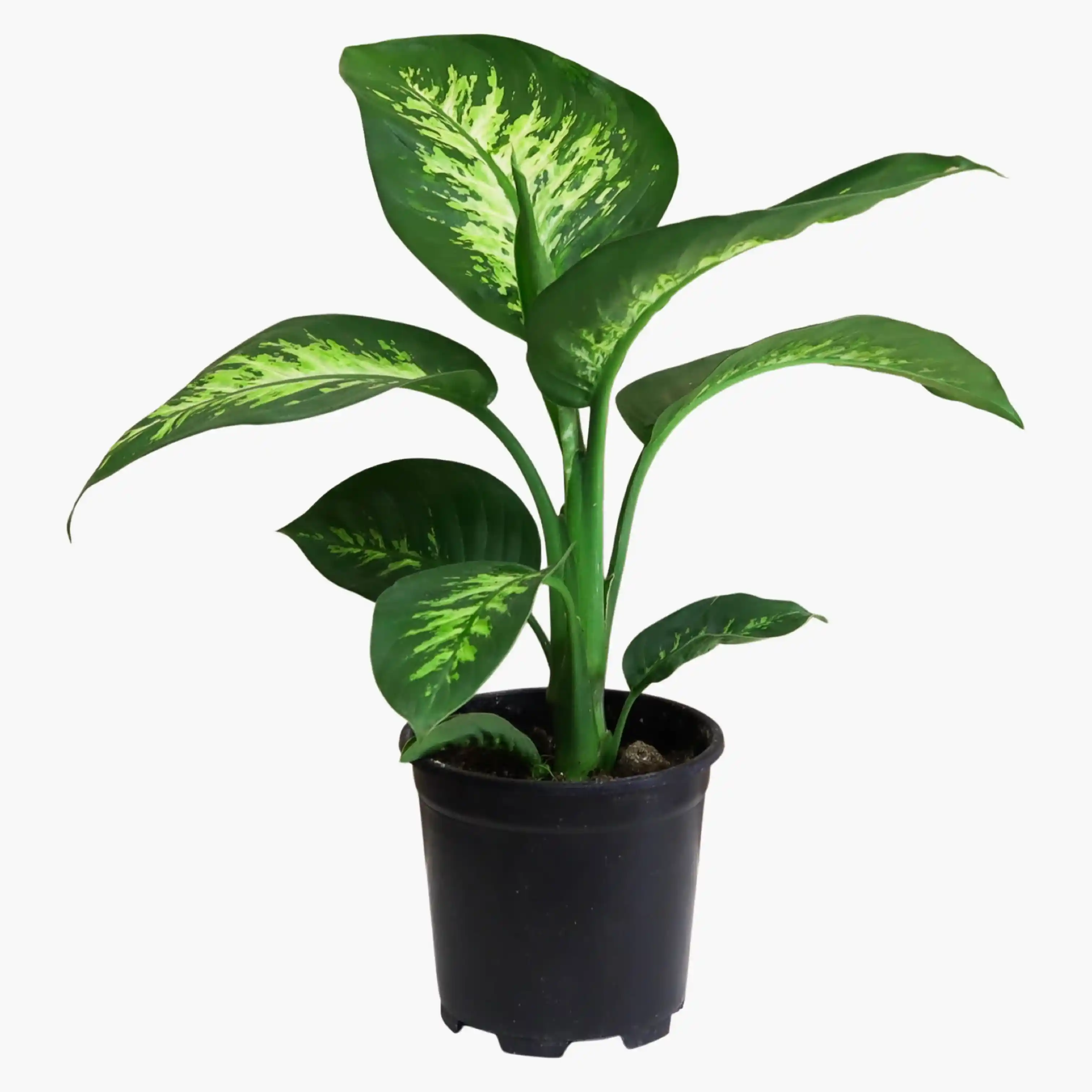 Difenbahya Bitkisi ile İç Mekan Dekorasyonunda Estetik ve Bakım Rehberi