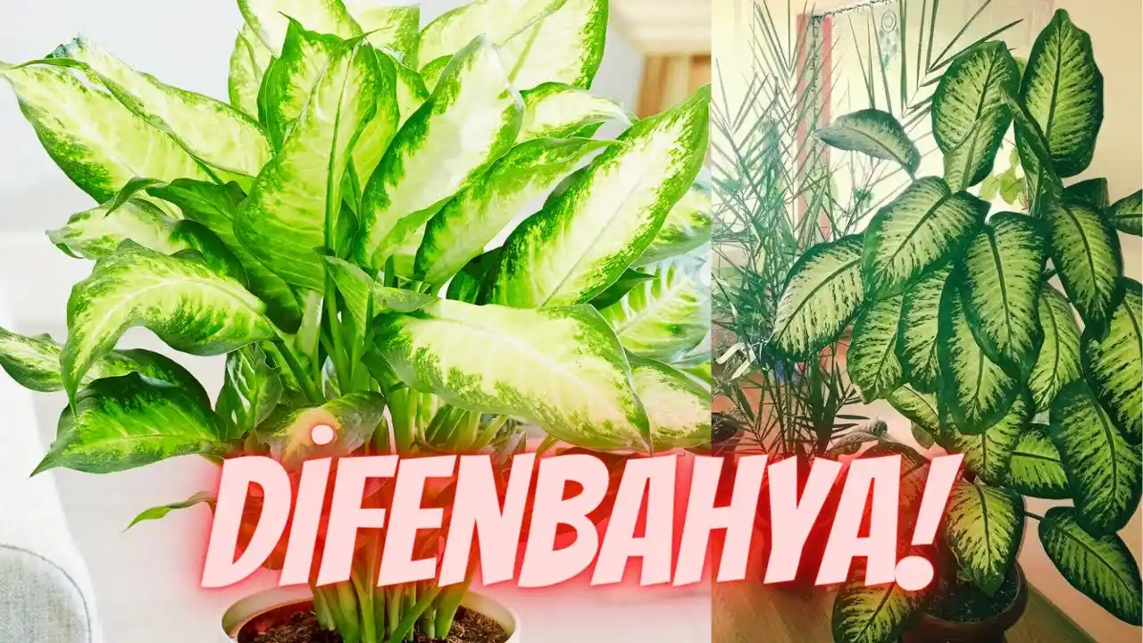 Difenbahya Bitkisinin Yaprak Sararması ve Sağlıklı Bakımı Rehberi