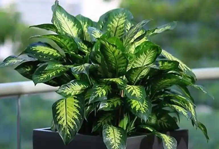 Difenbahya Çiçeği Bakımı ve Dekorasyonda Kullanım İpuçları