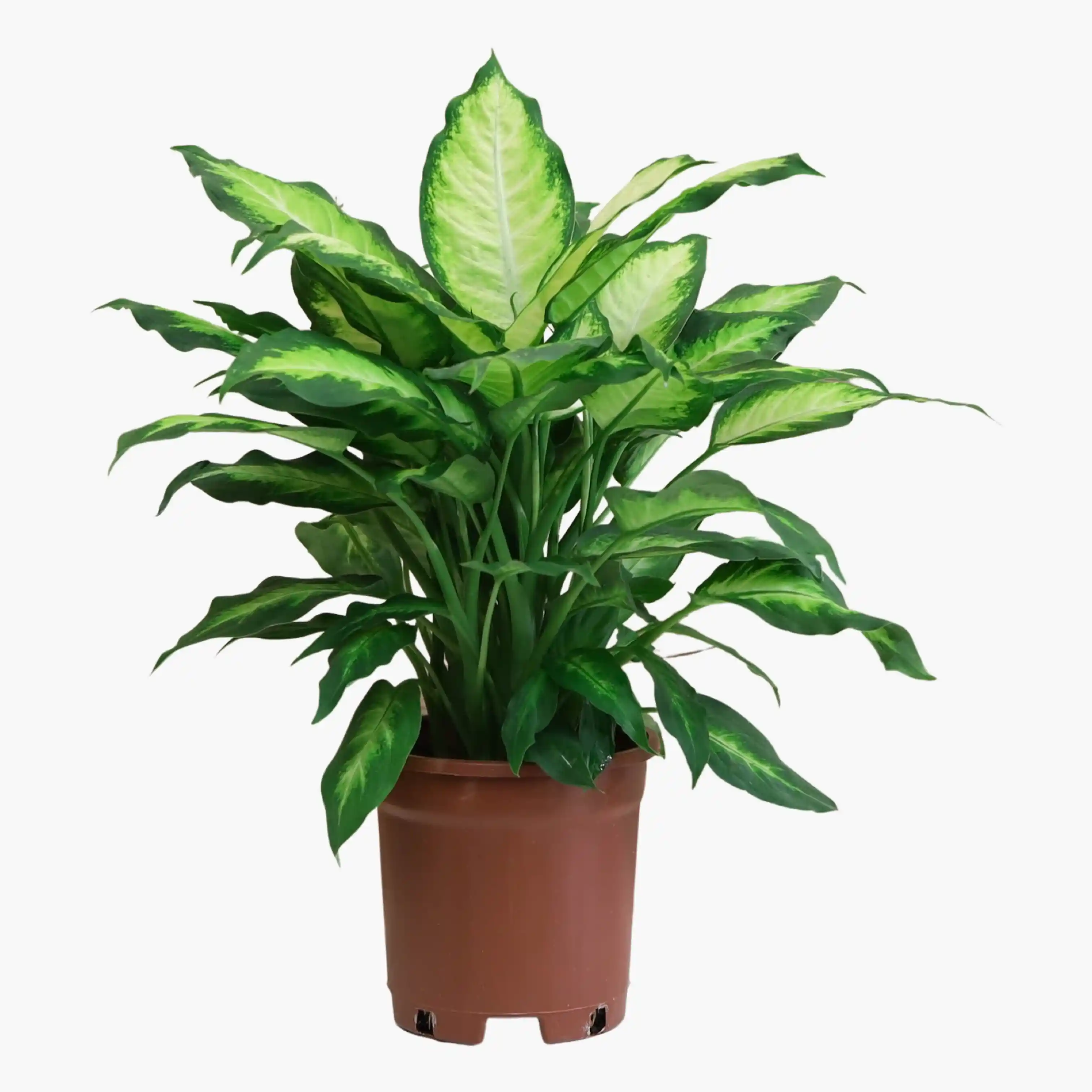 Difenbahya Çiçeği: Dekorasyonda Zarafet ve Doğallık Sağlayan Popüler Bir Bitki