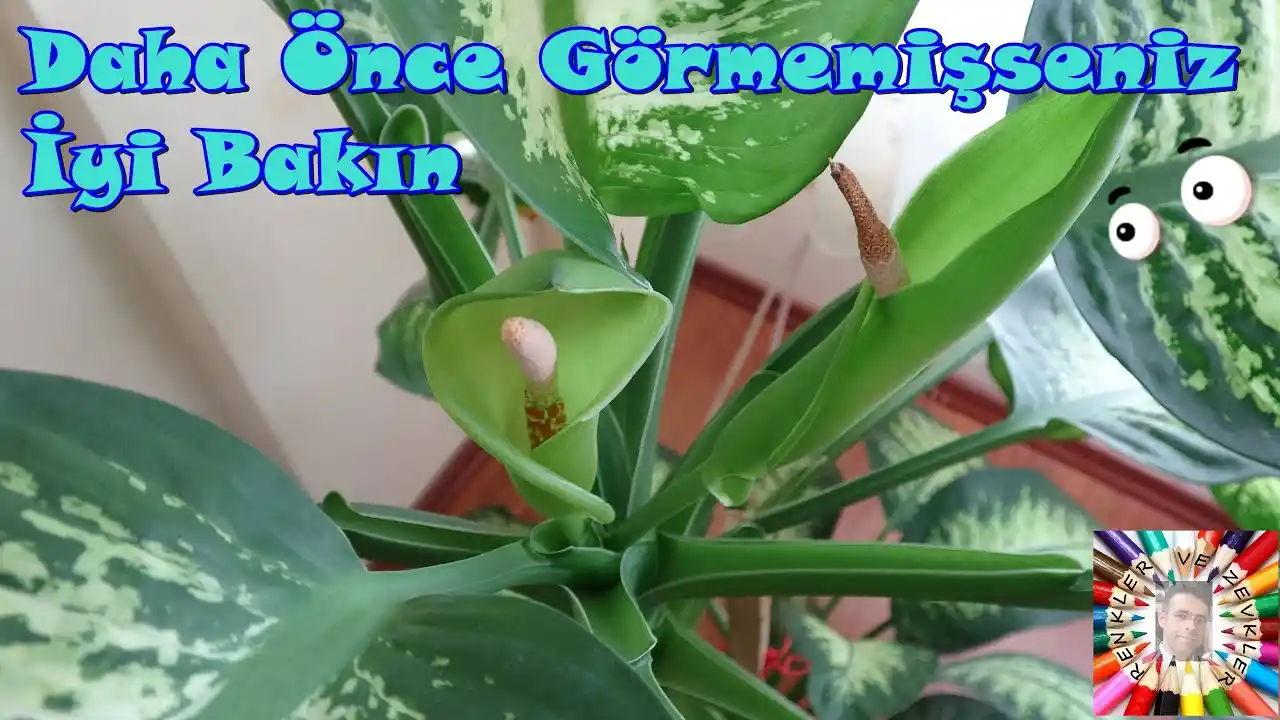 Difenbahya Çiçeği Nasıl Çiçek Açar: Bakım ve Dekorasyon İpuçları