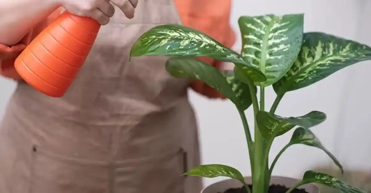 Difenbahya Çiçeği Neden Sararır ve Sağlıklı Kalması İçin İpuçları