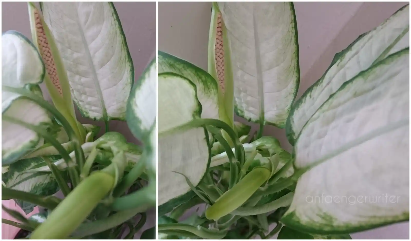 Difenbahya Çiçek Açtı mı? Bakım ve Dekorasyonda Yeni Trendler Hakkında Bilgiler